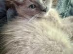 Stormy - Ragdoll Cat For Sale - Ojai, CA, US