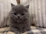 Bear - Munchkin Cat For Sale - Ava, MO, US