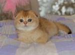 Tihon - Scottish Fold Cat For Sale - Hollywood, FL, US