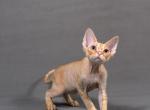 Jaguar - Devon Rex Cat For Sale - Miami, FL, US