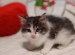 Mommas Baby - Maine Coon Cat For Sale - MD, US