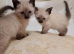 spring litters coming ready - Siamese Cat For Sale - MD, US