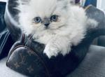 marshmallow - Persian Cat For Sale - Mount Prospect, IL, US