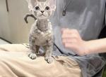 Blue Devon Rex Girl - Devon Rex Cat For Sale - Fontana, CA, US