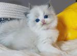 BLUE BIO girl1 - Ragdoll Cat For Sale - Fontana, CA, US