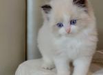 seal bio boy1 - Ragdoll Cat For Sale - Fontana, CA, US