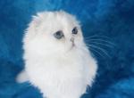 Princess Scottish Fold blue eyes - Scottish Fold Cat For Sale - Austin, TX, US