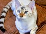 Blue Eyed Snow Lynx Girl - Bengal Cat For Sale - Bronx, NY, US