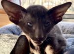 OSH Oriental Shorthair Male Kitten Chocolate - Oriental Cat For Sale - NJ, US