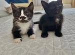 Black Kittens Ready4Pickup - Siberian Cat For Sale - West Springfield, MA, US