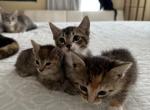 Calico Kittens Ready4Pickup - Siberian Cat For Sale - West Springfield, MA, US