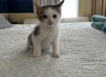White Calico Ready4Pickup - Siberian Cat For Sale - West Springfield, MA, US