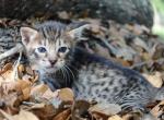 F5 Savannah girl - Savannah Cat For Sale - Lakeland, FL, US