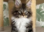 Royce - Maine Coon Cat For Sale - Norwalk, CT, US