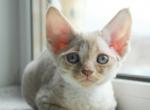 Etti - Devon Rex Cat For Sale - Norwalk, CT, US