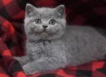 Orest - British Shorthair Cat For Sale - Norwalk, CT, US