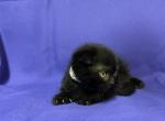 Black - Scottish Fold Cat For Sale - New Prague, MN, US