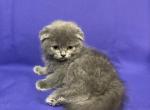 Blue - Scottish Fold Cat For Sale - New Prague, MN, US