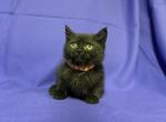 BlackStraight - Scottish Fold Cat For Sale - New Prague, MN, US