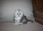 Bruce - Persian Cat For Sale - Creighton, MO, US