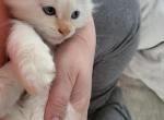 Flamepoint Ragdoll - Ragdoll Cat For Sale - Eau Claire, WI, US