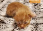 Garfield - Siberian Cat For Sale - Clintwood, VA, US