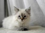 December - Himalayan Cat For Sale - Vestal, NY, US