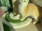 Golden female NY12 - British Shorthair Cat For Sale - Fontana, CA, US