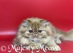 Matisse - Persian Cat For Sale - Yucca Valley, CA, US