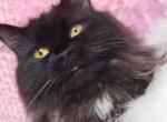 Samara - Persian Cat For Sale - Lake Mary, FL, US