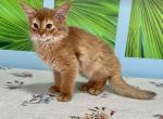 Viola - Somali Cat For Sale - Odesa, Odessa Oblast, UA