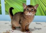 Wanda - Somali Cat For Sale - Odesa, Odessa Oblast, UA