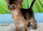 Yachont - Abyssinian Cat For Sale - Odesa, Odessa Oblast, UA