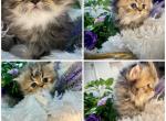 Joy Petit - Persian Cat For Sale - Tampa, FL, US