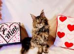 Snickers - Maine Coon Cat For Sale - Joplin, MO, US