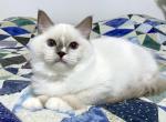 Amy - Ragdoll Cat For Sale - Tuscaloosa, AL, US