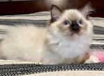 Jack - Ragdoll Cat For Sale - Ocala, FL, US