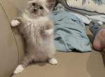 Female Ragdoll - Ragdoll Cat For Sale - Miami, FL, US