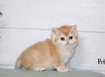 Pete - British Shorthair Cat For Sale - Federal Way, WA, US