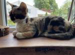 Ravenna - Devon Rex Cat For Sale/Retired Breeding - Philadelphia, PA, US