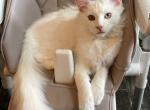 Baron Mainecoon - Maine Coon Cat For Sale - Chicopee, MA, US