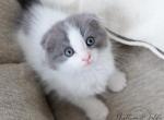 GOOSEY - Scottish Fold Cat For Sale - Fontana, CA, US