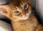 Cooper - Abyssinian Cat For Sale - Brooklyn, NY, US