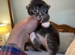 H2 litter - Maine Coon Cat For Sale - Buford, GA, US