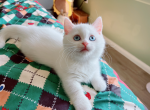 snowball - Munchkin Cat For Sale - Staten Island, NY, US