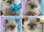 Adopted Jay Petit Lilac Point Stud for Sale - Persian Cat For Sale/Service - Tampa, FL, US