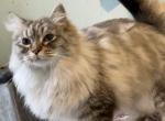 Ragdoll lynxpoint - Ragdoll Cat For Sale - Salem, OR, US