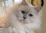 Ragdoll   Lilac point female - Ragdoll Cat For Sale - Salem, OR, US