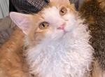 Skookum       Short legged LaPerm - Munchkin Cat For Sale - Salem, OR, US