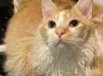 Munchkin Skookum  short legs curly coat - Munchkin Cat For Sale - Salem, OR, US